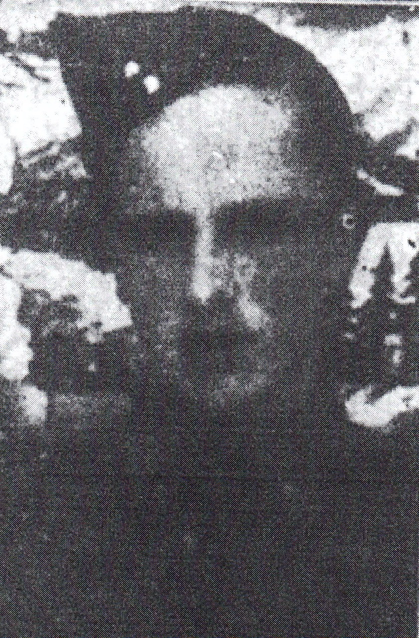 Newspaper clipping